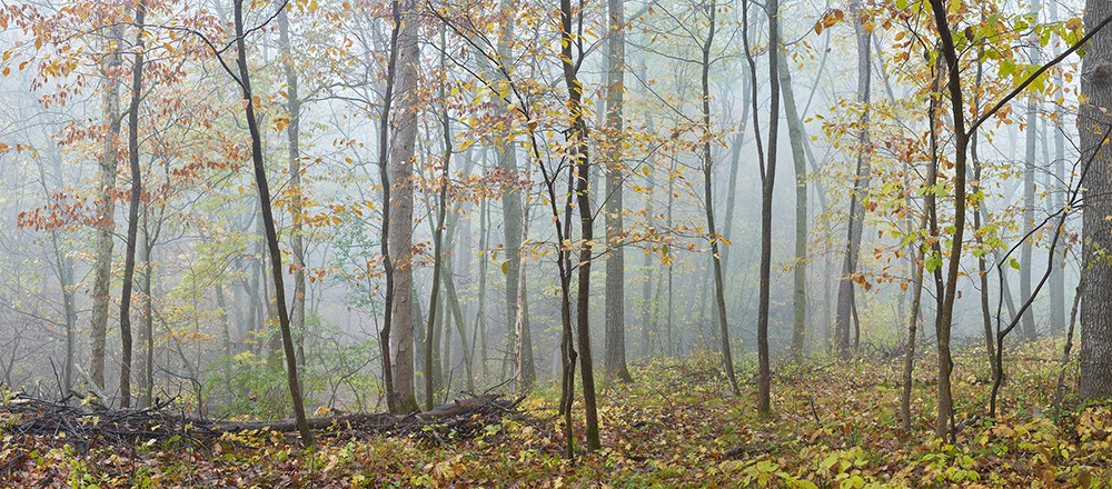 Fall Birch Tree Forest