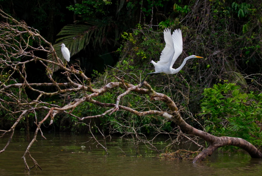 Image 1 White Herons in Mangroves
