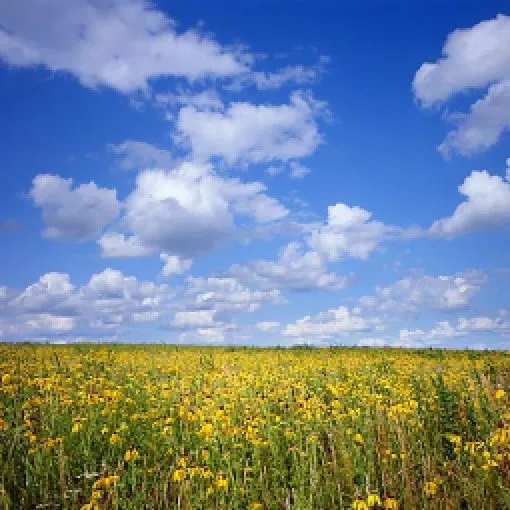 Flowers & Fields