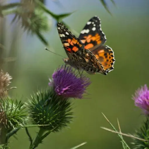 Fireflies Butterflies and Other Insects